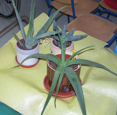 Aloe-Vera Pflanzen
